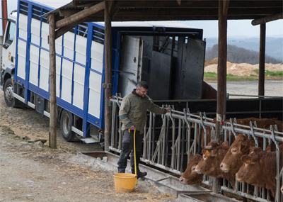 Chargement des animaux